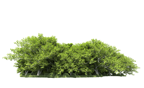 Green forest isolated on background. 3d rendering - illustration png