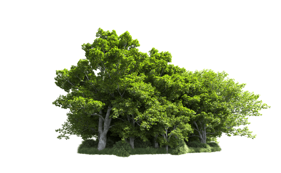 Green forest isolated on background. 3d rendering - illustration png