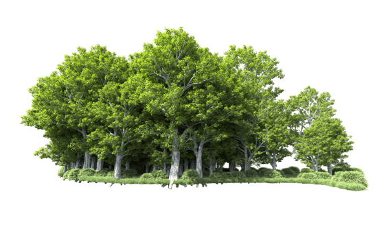 Green forest isolated on background. 3d rendering - illustration png