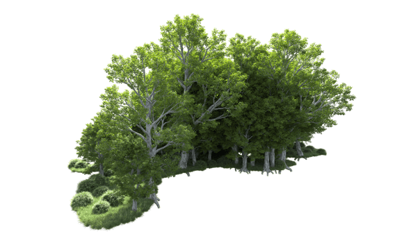 Green forest isolated on background. 3d rendering - illustration png