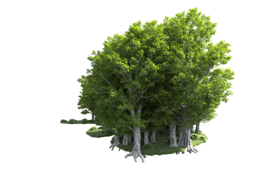 Green forest isolated on background. 3d rendering - illustration png