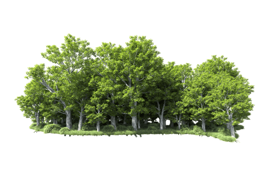 Green forest isolated on background. 3d rendering - illustration png