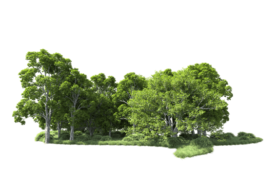 Green forest isolated on background. 3d rendering - illustration png