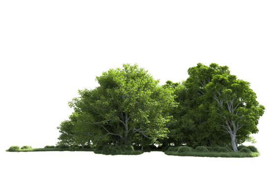 Green forest isolated on background. 3d rendering - illustration png
