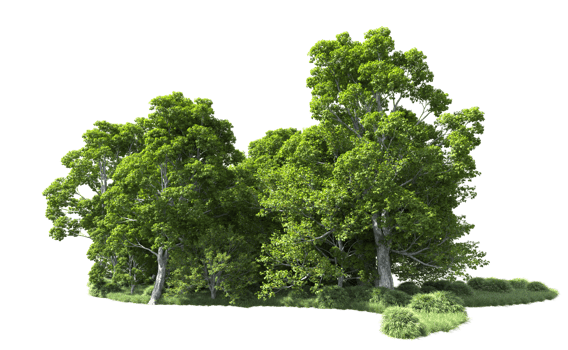 Green forest isolated on background. 3d rendering - illustration png