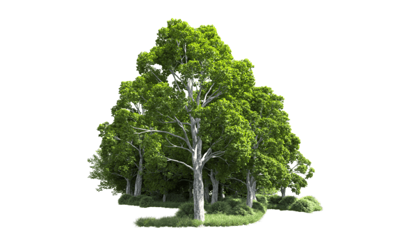 Green forest isolated on background. 3d rendering - illustration png