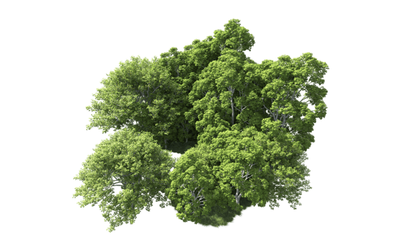 Green forest isolated on background. 3d rendering - illustration png