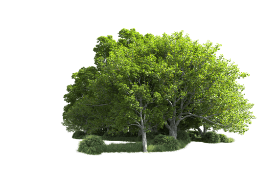 Green forest isolated on background. 3d rendering - illustration png