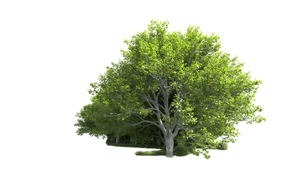 Green forest isolated on background. 3d rendering - illustration png