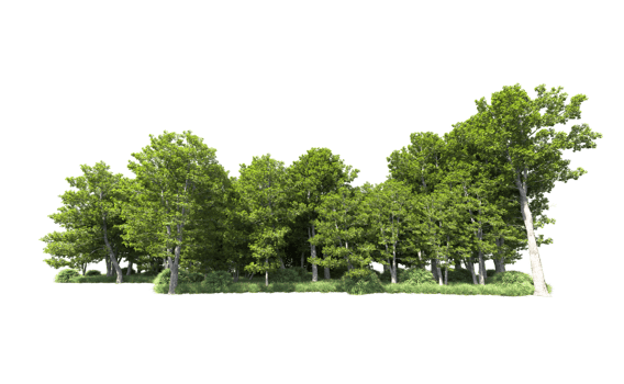 Green forest isolated on background. 3d rendering - illustration png