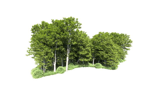 Green forest isolated on background. 3d rendering - illustration png