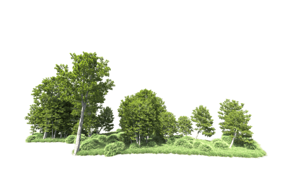 Green forest isolated on background. 3d rendering - illustration png