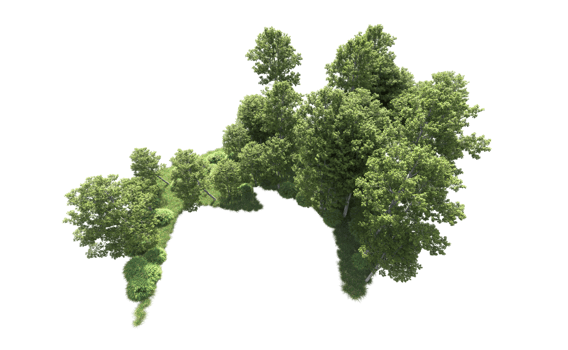 Green forest isolated on background. 3d rendering - illustration png