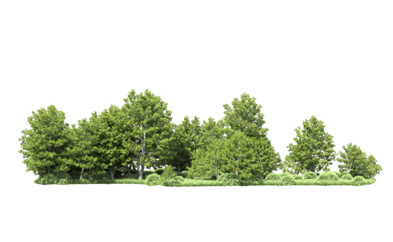 Green forest isolated on background. 3d rendering - illustration png
