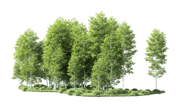 Green forest isolated on background. 3d rendering - illustration png