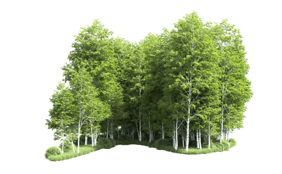Green forest isolated on background. 3d rendering - illustration png