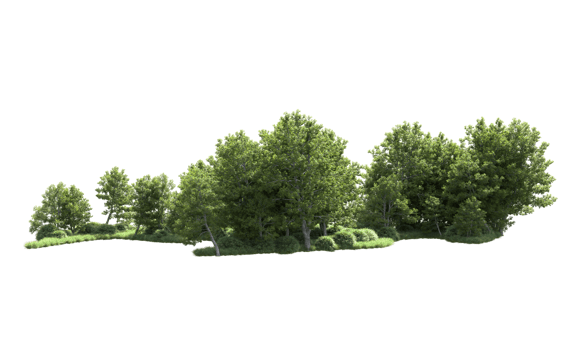 Green forest isolated on background. 3d rendering - illustration png