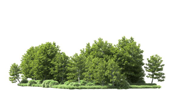Green forest isolated on background. 3d rendering - illustration png