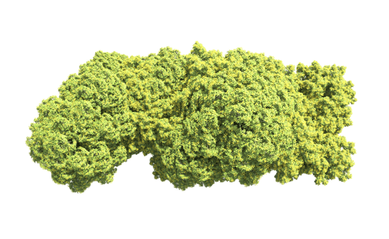 Green forest isolated on background. 3d rendering - illustration png