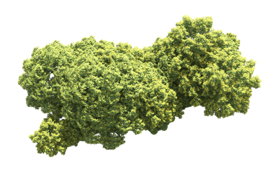 Green forest isolated on background. 3d rendering - illustration png