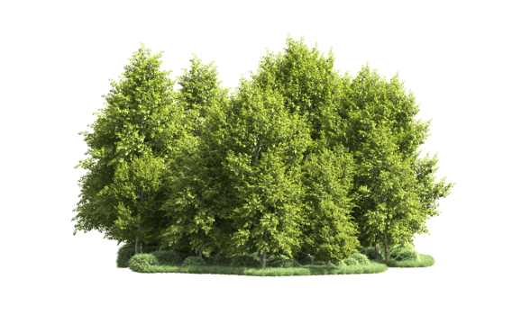 Green forest isolated on background. 3d rendering - illustration png