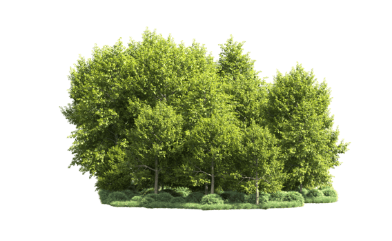 Green forest isolated on background. 3d rendering - illustration png