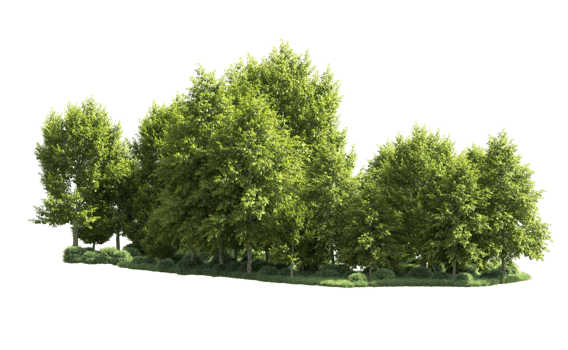 Green forest isolated on background. 3d rendering - illustration png