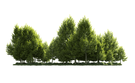 Green forest isolated on background. 3d rendering - illustration png