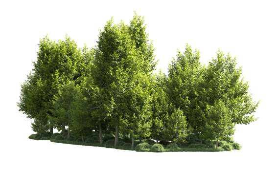 Green forest isolated on background. 3d rendering - illustration png