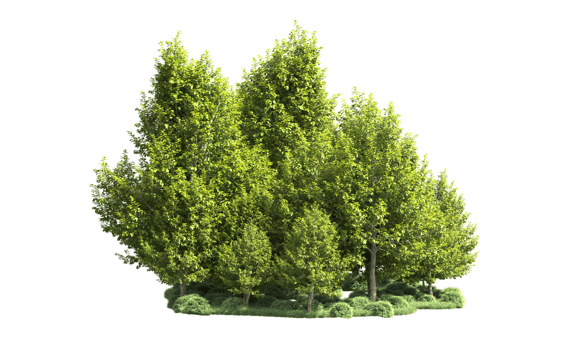 Green forest isolated on background. 3d rendering - illustration png
