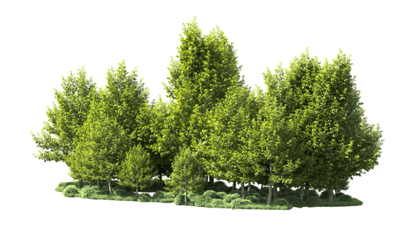 Green forest isolated on background. 3d rendering - illustration png