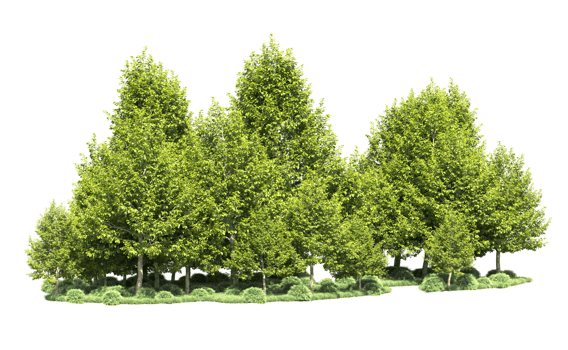 Green forest isolated on background. 3d rendering - illustration png