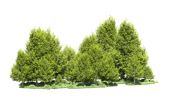 Green forest isolated on background. 3d rendering - illustration png
