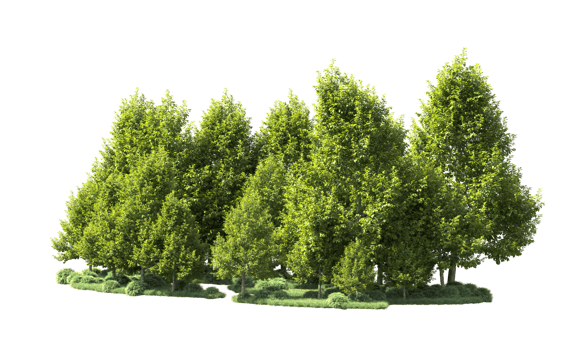 Green forest isolated on background. 3d rendering - illustration png