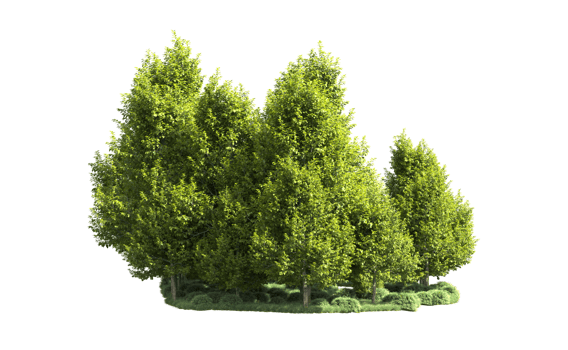 Green forest isolated on background. 3d rendering - illustration png