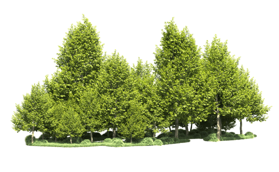 Green forest isolated on background. 3d rendering - illustration png