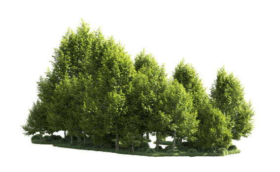 Green forest isolated on background. 3d rendering - illustration png