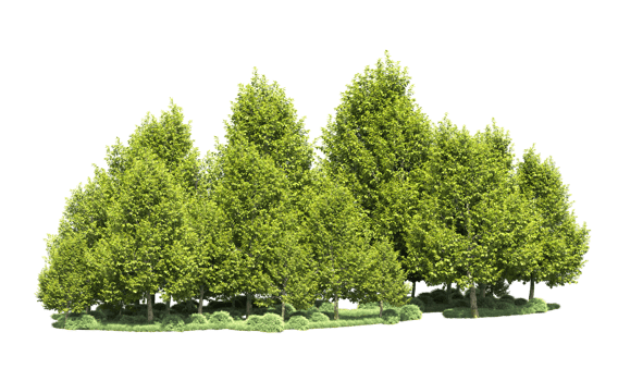 Green forest isolated on background. 3d rendering - illustration png