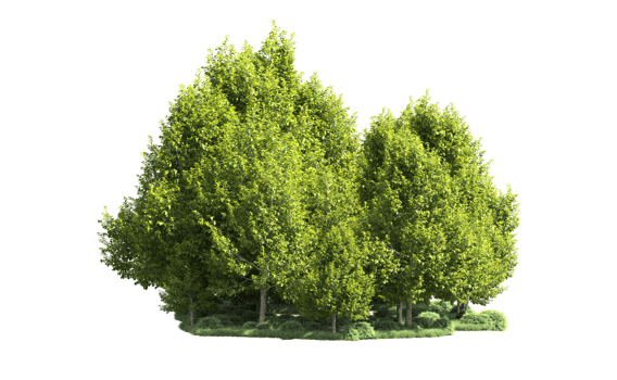Green forest isolated on background. 3d rendering - illustration png