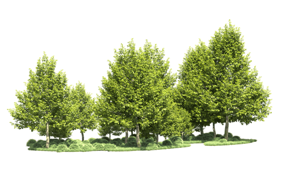 Green forest isolated on background. 3d rendering - illustration png