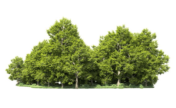 Green forest isolated on background. 3d rendering - illustration png