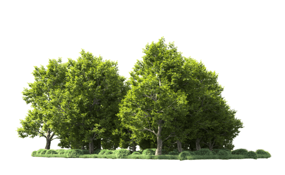 Green forest isolated on background. 3d rendering - illustration png