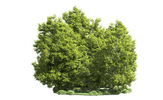 Green forest isolated on background. 3d rendering - illustration png
