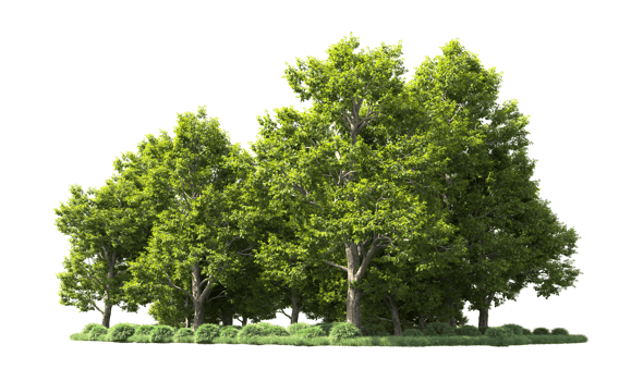Green forest isolated on background. 3d rendering - illustration png
