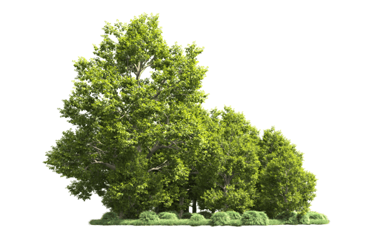 Green forest isolated on background. 3d rendering - illustration png