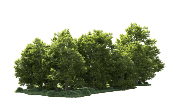 Green forest isolated on background. 3d rendering - illustration png
