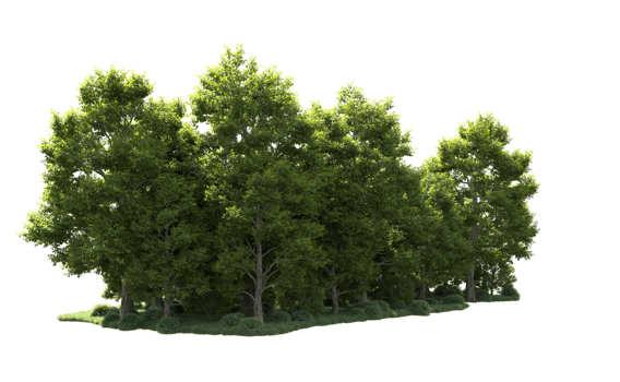 Green forest isolated on background. 3d rendering - illustration png