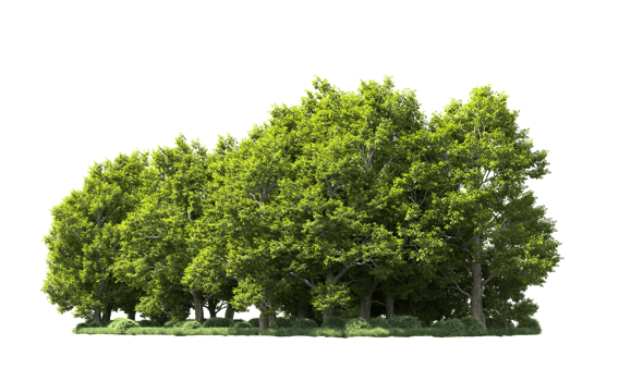 Green forest isolated on background. 3d rendering - illustration png