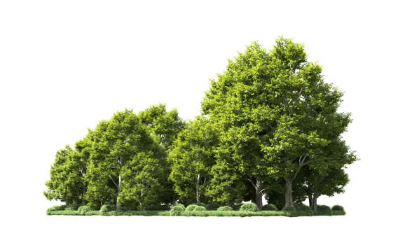 Green forest isolated on background. 3d rendering - illustration png