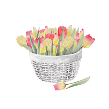 Watercolor illustration of a bouquet of colorful tulips in a basket. Bouquet of handmade tulips. Spring greeting card concept. png